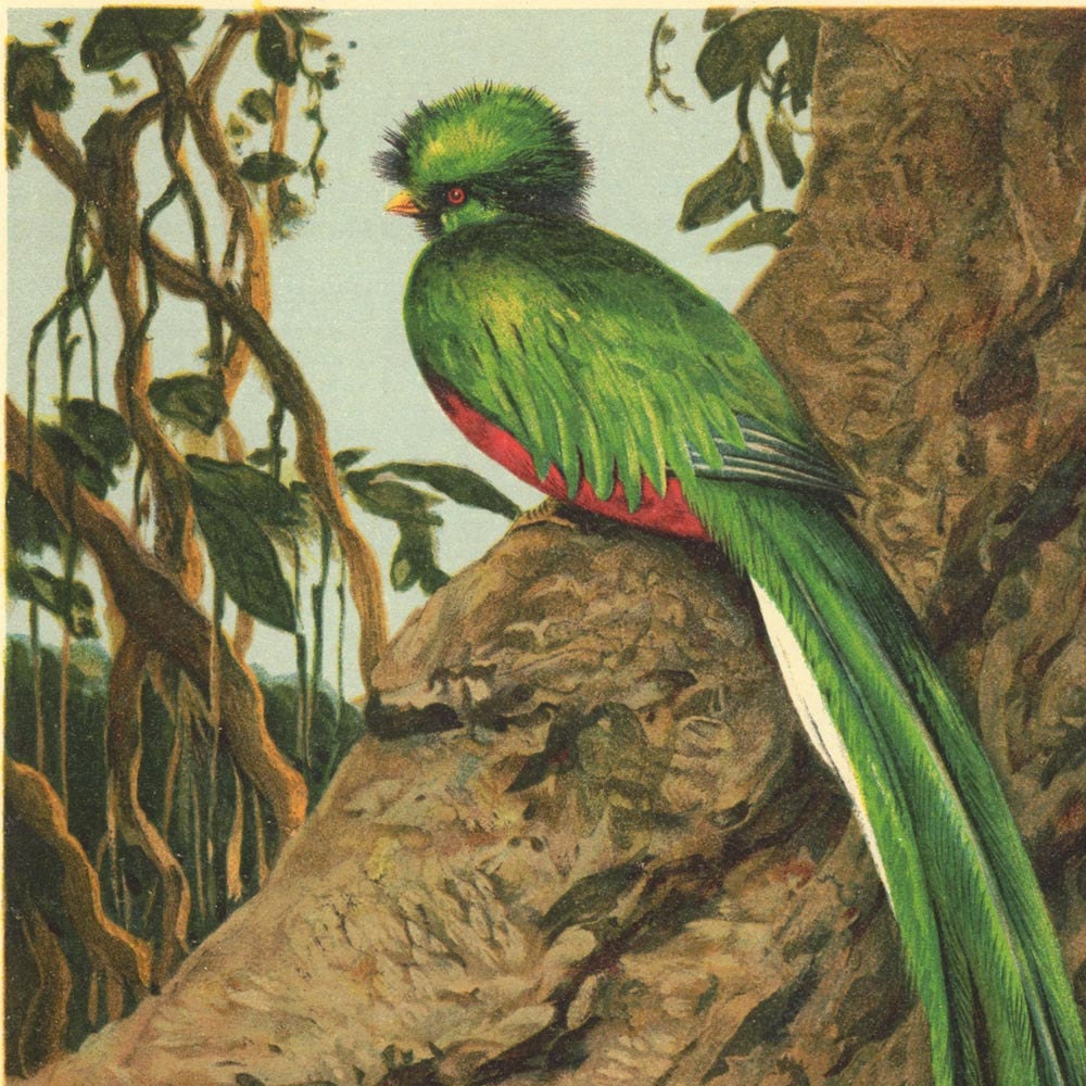 1920s Resplendent Quetzal Vintage Print Lithograph Art Pharomachrus mocinno