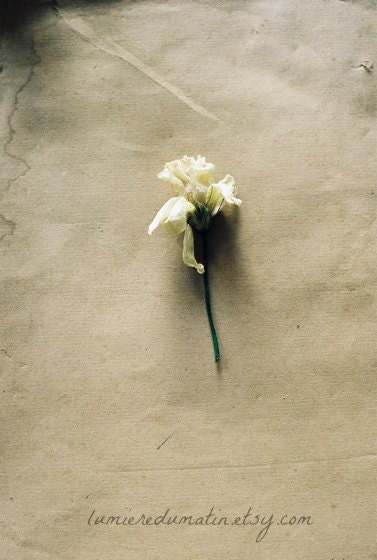 Simply refined- fine art film photo 8 x 12