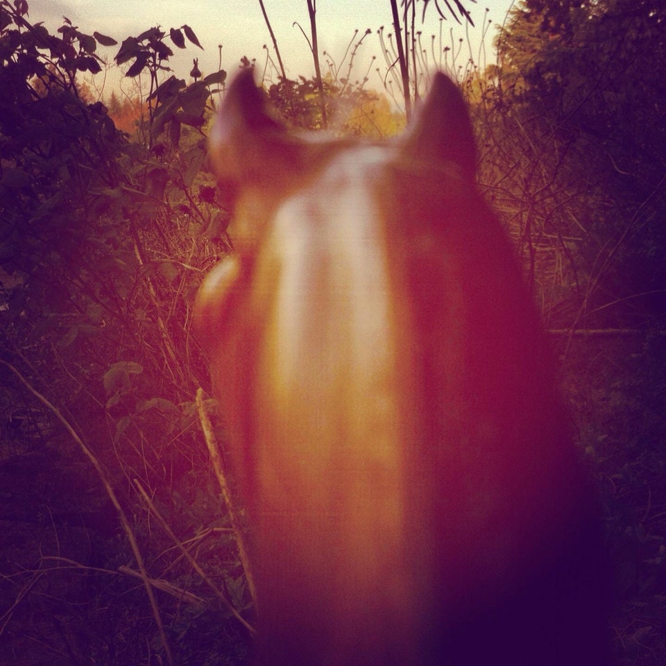 Horse equine, 8x8, Breyer toy, instagram, nature, rustic, green, gold, brown, warm, spring, summer, wall art, home decor