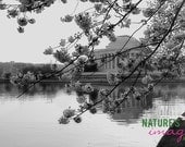 Nature Photography, Landscape photography, DC Cherry Blossoms, Jefferson Memorial Print, gift under 50, wall art, home decor, 8x12 print