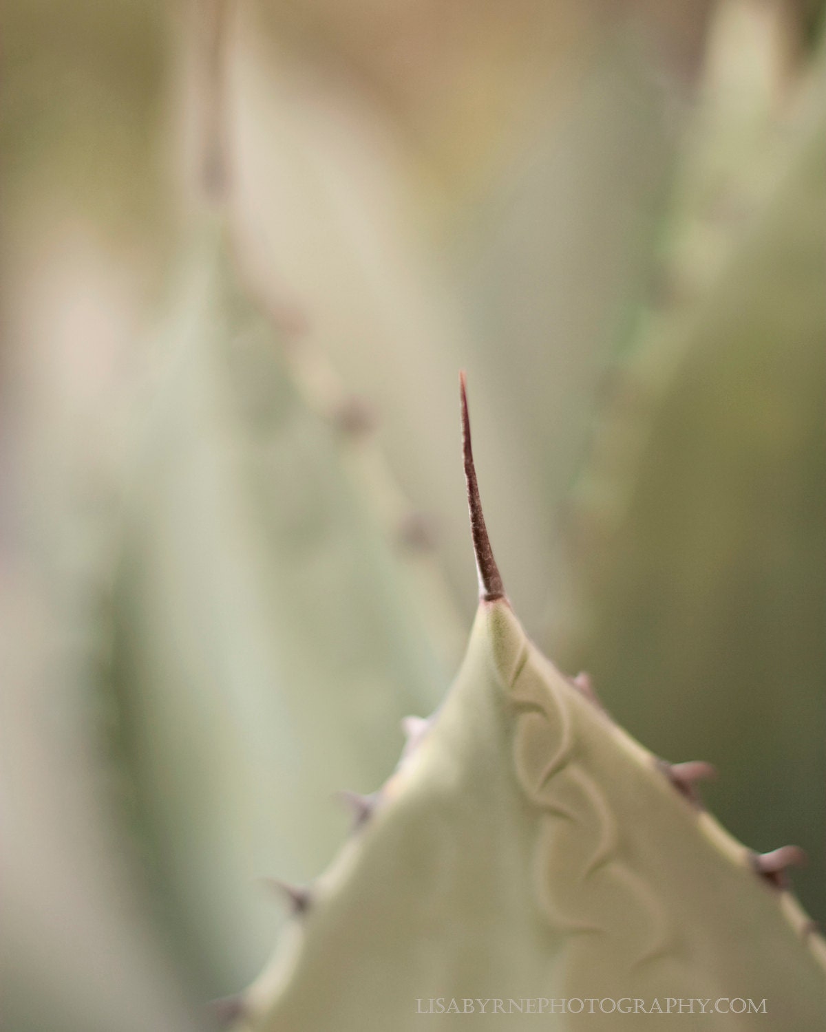Dangerous beauty: 4x6 Agave plant, color photograph, print, close up, modern, minimalist, home decor, macro, abstract warm tones