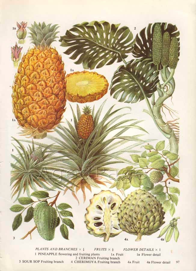 Vintage Fruit Botanical Print, Food Plant Chart, Art Illustration, Kitchen Decor Series, Pineapple