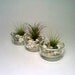 Tea Light Holder,  Glass Air Plant Holder,  THREE Tillandsia Holders, Candle Holder, Flower Pot