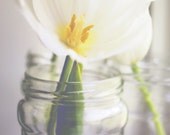 Spring Flowers, White Tulip Photograph, White, Yellow, Gray and Green, Simple Spring, Color Photograph 8x10" or 8x12" Wall Print