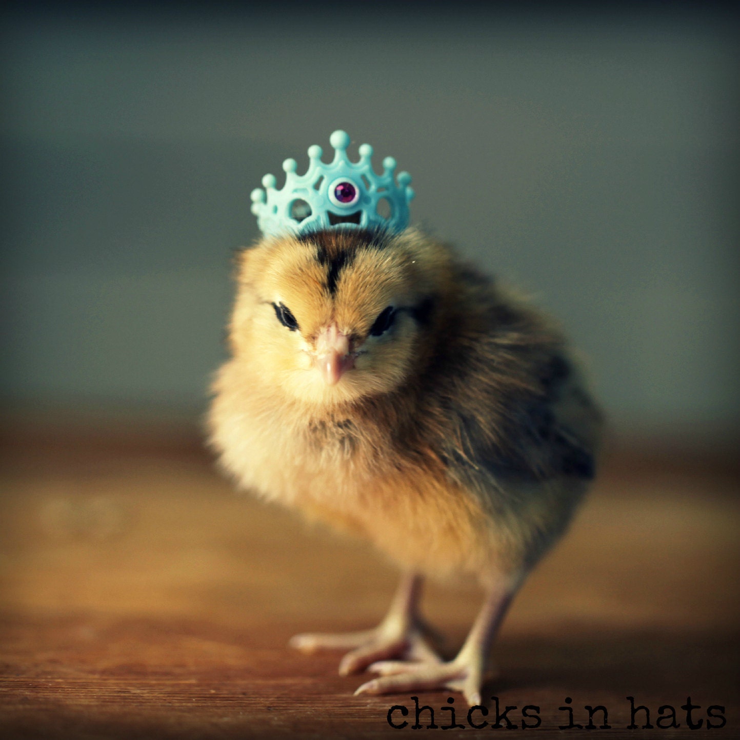 Greeting Card Chick in Crown Folded Photo Note Card With Envelope (1)