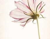 Flower Photography - Still Life Art Print - Pink Wall Art - Floral Print - Damask - Home Decor - Pink and Green