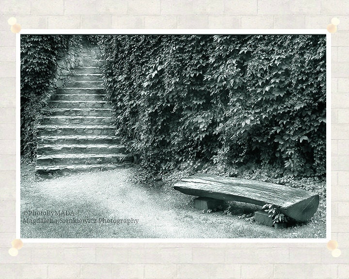 Bench among Ivy Photography 8x12 inch (20x30 cm) Black & White  Fine Art Photography - Home decor - Gift Idea - PhotoByMADA