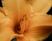 Golden Orange Lily on Canvas - 12x16 Stretched Canvas Photograph
