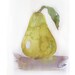 A green pear in watercolor. Fruits painting.Art original only. Small watercolor 7,5 by 11 inches