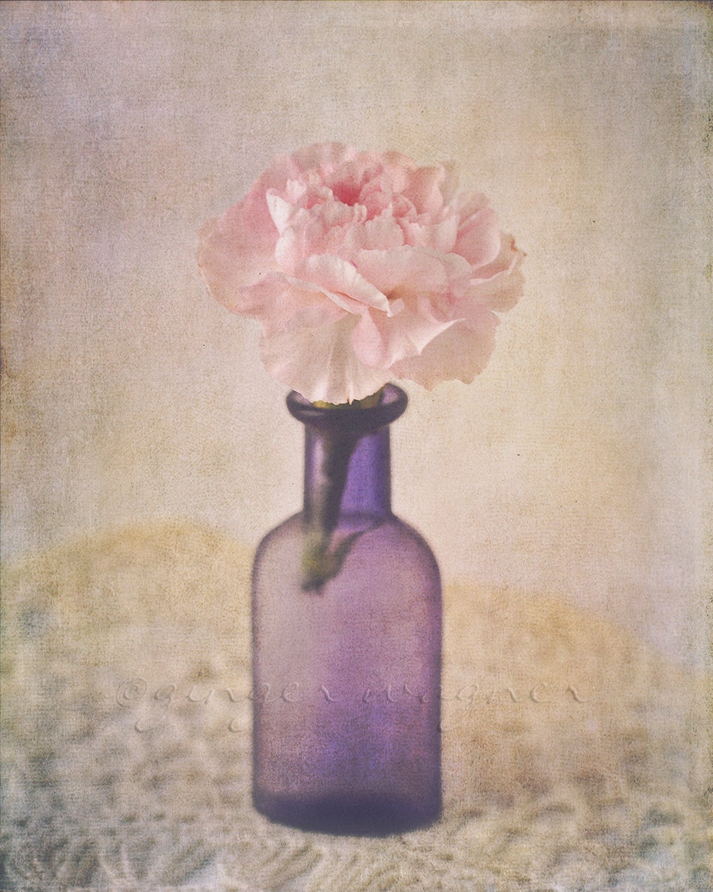 Floral Photography - Pink Carnation - fine art print - 8 x 10 - cottage chic soft pastel pink ivory blue nursery bedroom bathroom home decor