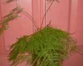 Fern Kokedama - Hanging String Garden Live Plant