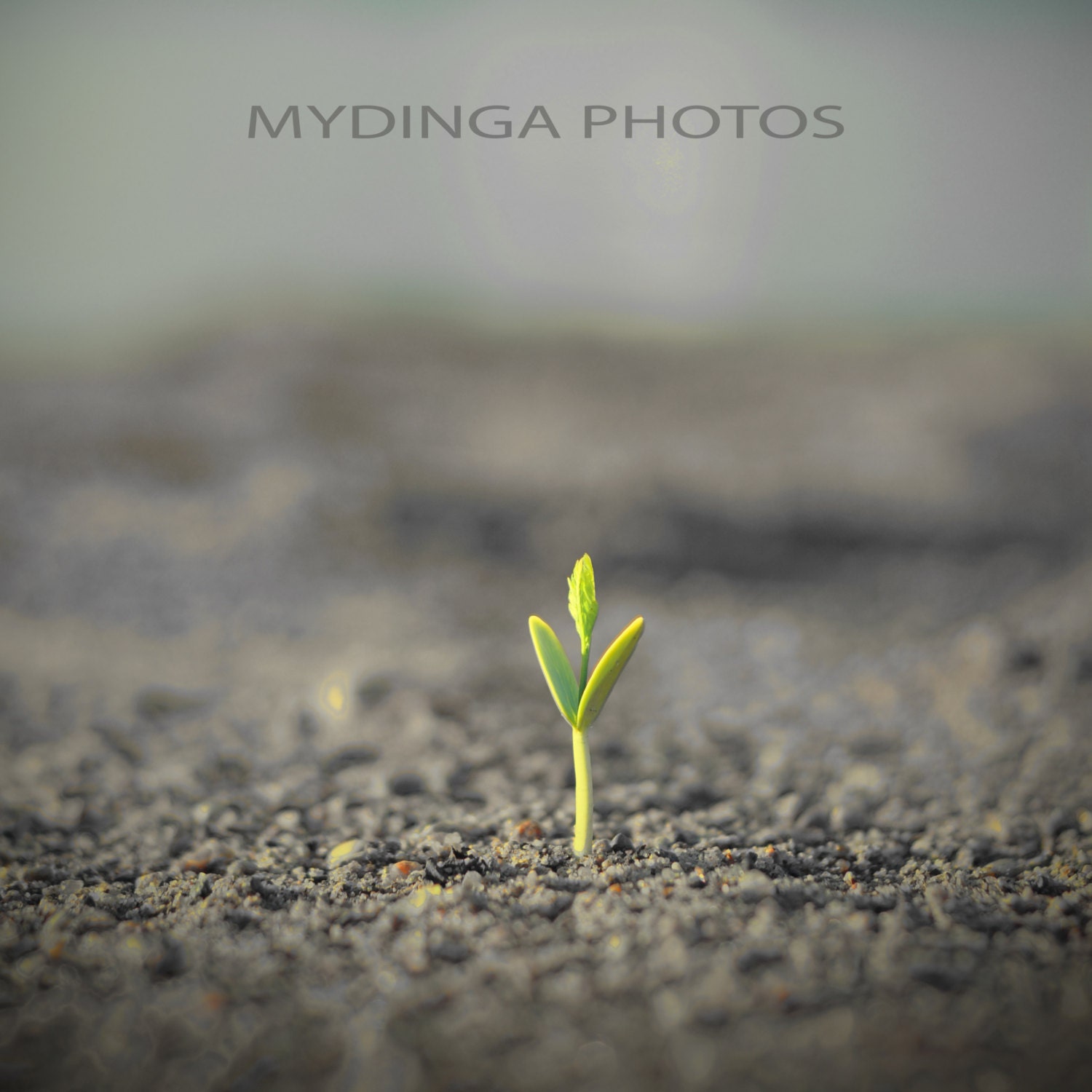 New Beginning - 8x8 Photo Print - MYDinga