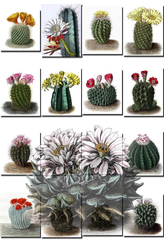 CACTUS flowers Collection-1 of 176 Cacti Cactaceae vintage images vegetable botanical pictures High resolution digital download printable