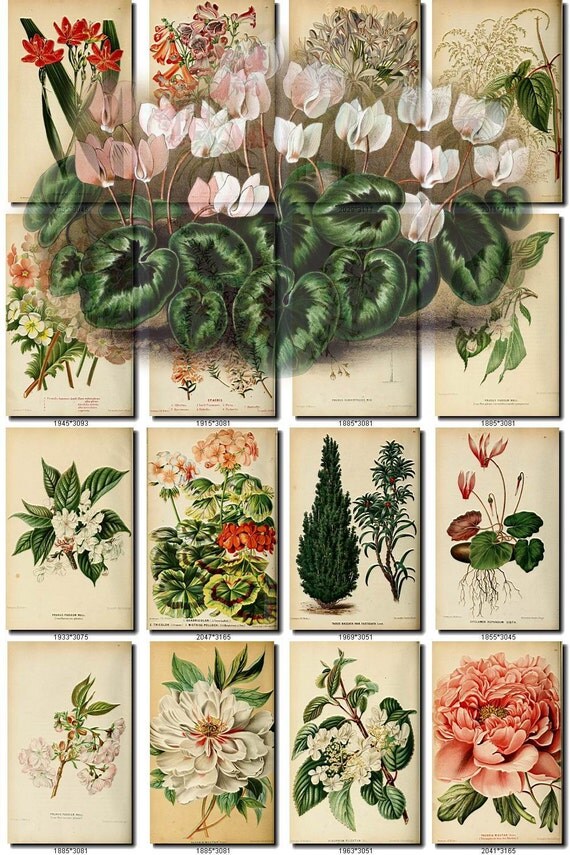 FLOWERS Collection-17 of 17 vintage images vegetable botanical pictures High resolution digital download printable roses fruits beautiful