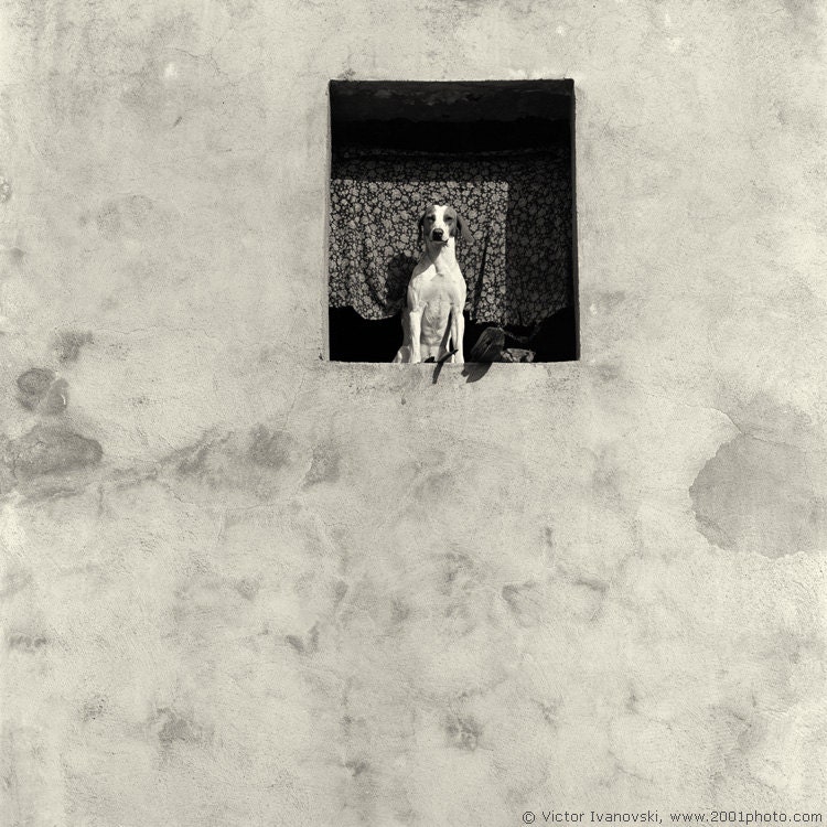 Black and white photography "Dog In The Window". Fine art photography.