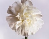 Instant Download Photography, White Carnation, Downloadable Image, Blog Photo, Stock Photo, Downloadable Digital Print, Photo Art Print