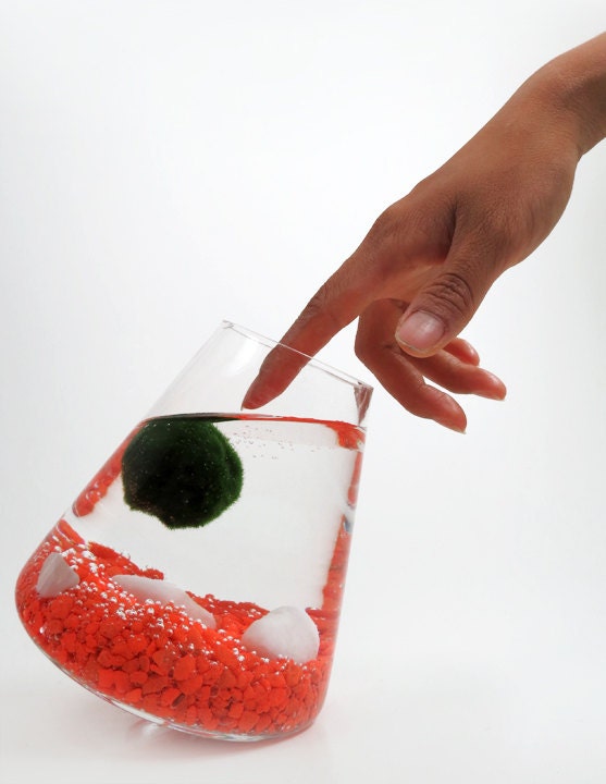 Marimo Rocking in Mars