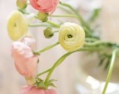 Flower photography - fine art photography print - flower light dreamy whimsical home decor summer photograph pink yellow