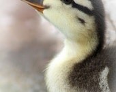 Birds, Baby Duck, Duckling, Nursery, Tucson, AZ