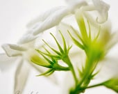 White Jasmine photo, nature, macro photography, white, green, nursery, botanical, floral, minimalist, chic, home decor, soft pastel