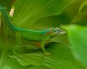 Nature photography, wildlife photography, animal photography, for the home, wall art, digital wildlife photo, fine art