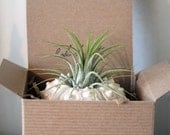 large pineapple // air plant tillandsia // sea urchin terrarium