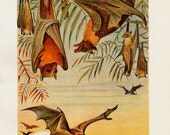 1901 Antique FRUIT-BATS fine engraving, Bats in the jungle at sunset, original antique gorgeous print