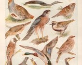 Vintage Antique 1930s Bird bookplate original lithograph art print illustration 2766
