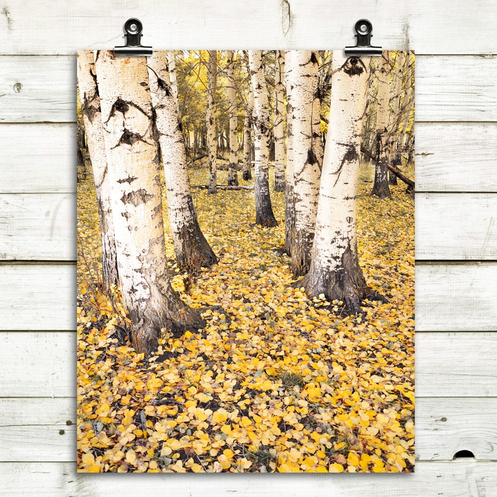 aspen trees aspen leaves fall decor large wall by MTPhotoJournal