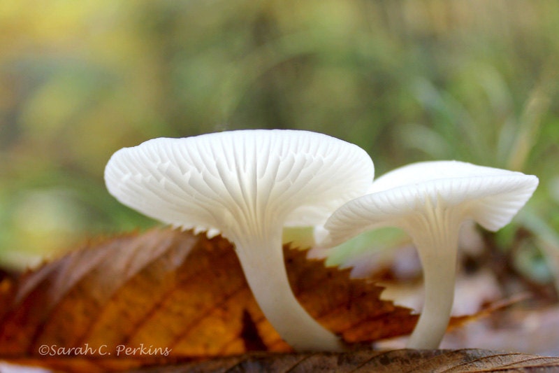 Mushroom Photography Woodland Nature Photography Fine Art print  5x7 glowing white mushrooms wooded northern forest Spring - SCPerkinsPhotography