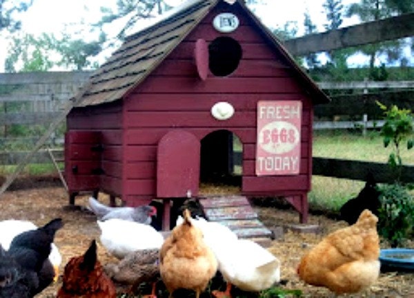 Chicken Coop Plans New England Cranberry Cape Barn Red Poultry Duck ...