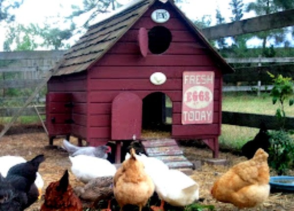 Chicken Coop Plans New England Cranberry Cape Barn Red Poultry Duck 