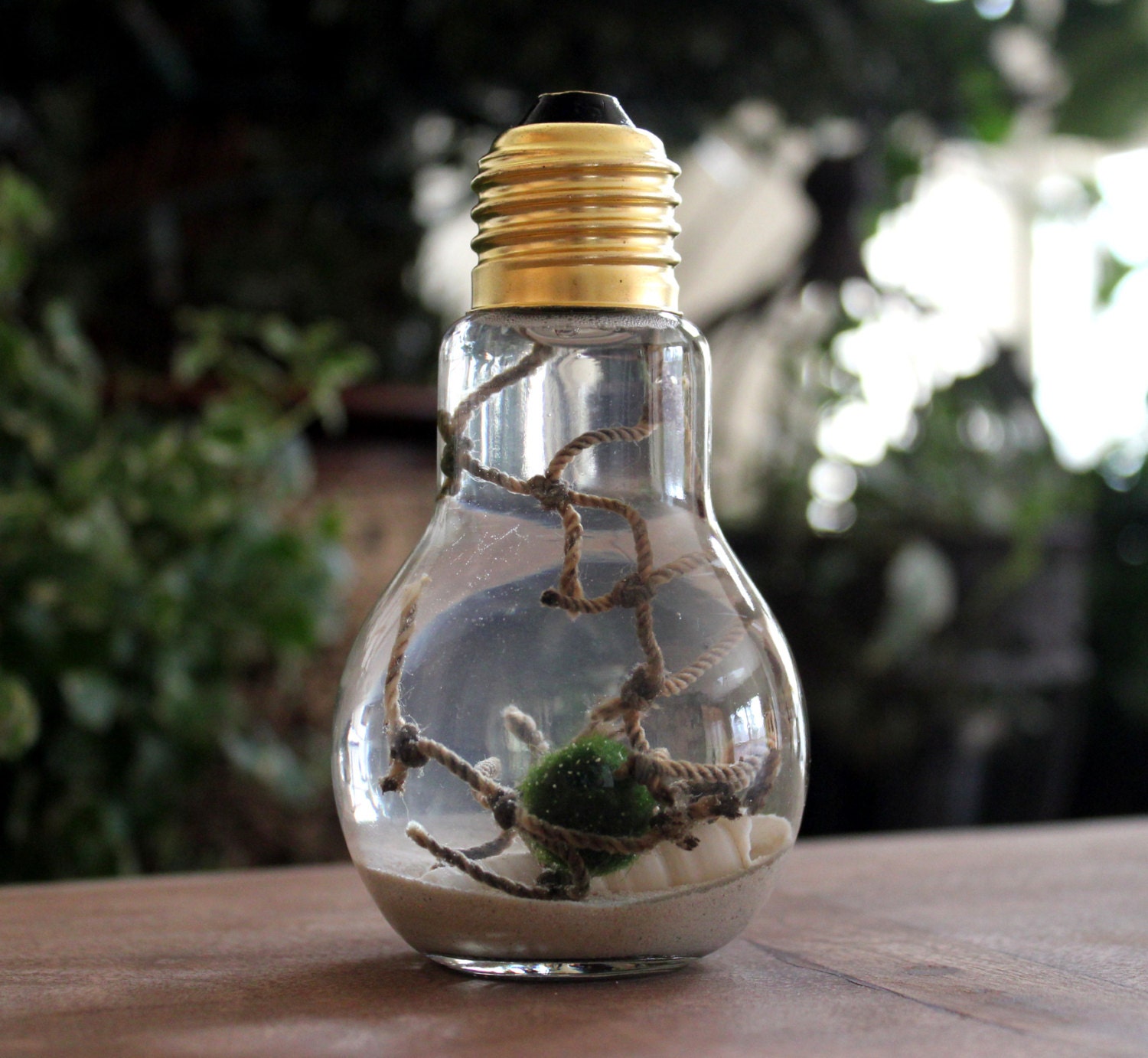 marimo pet moss ball lightbulb aquarium with by Marimoinabottle