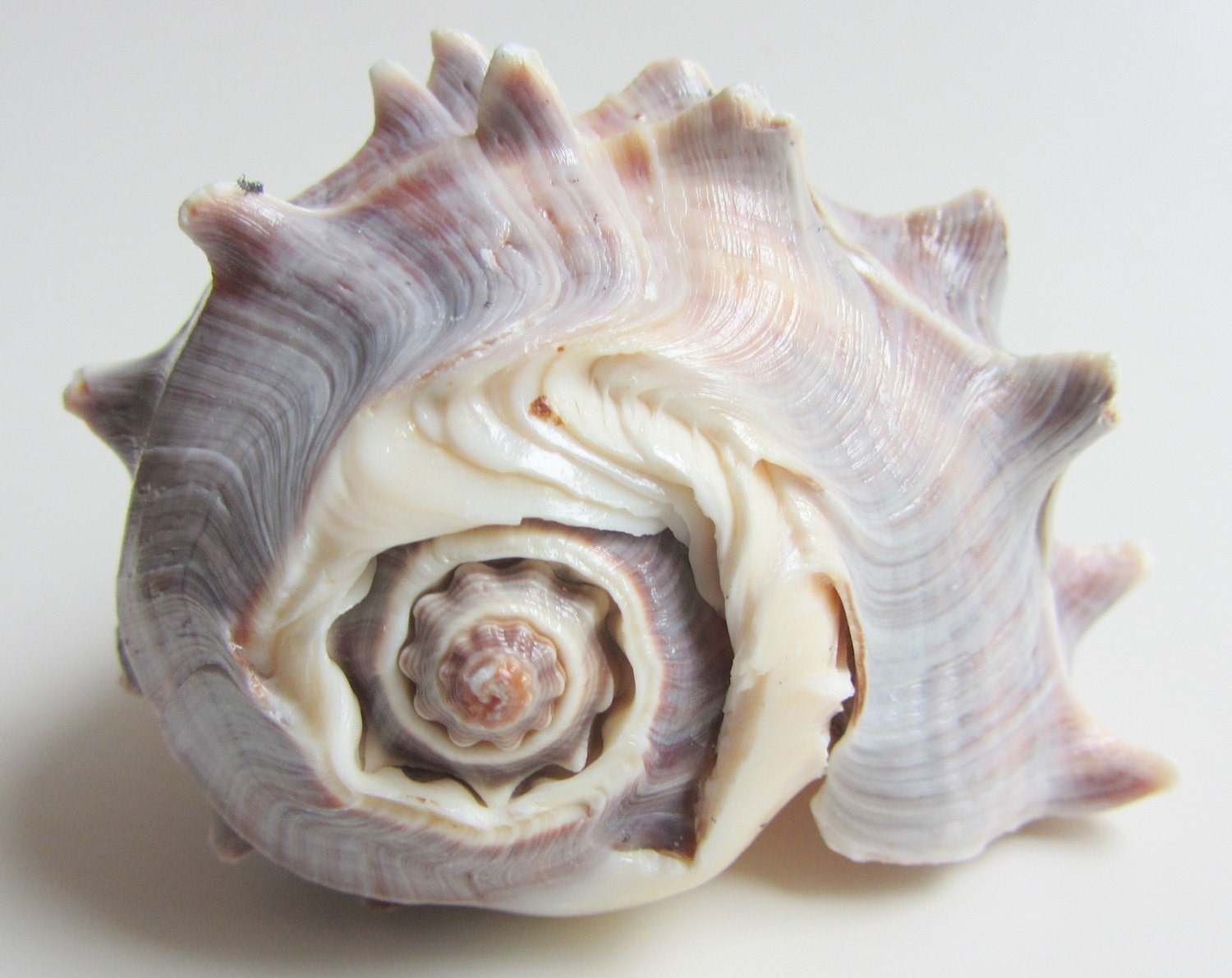 Beach Decor Seashell Striped Conch Shell for Beach by CereusArt
