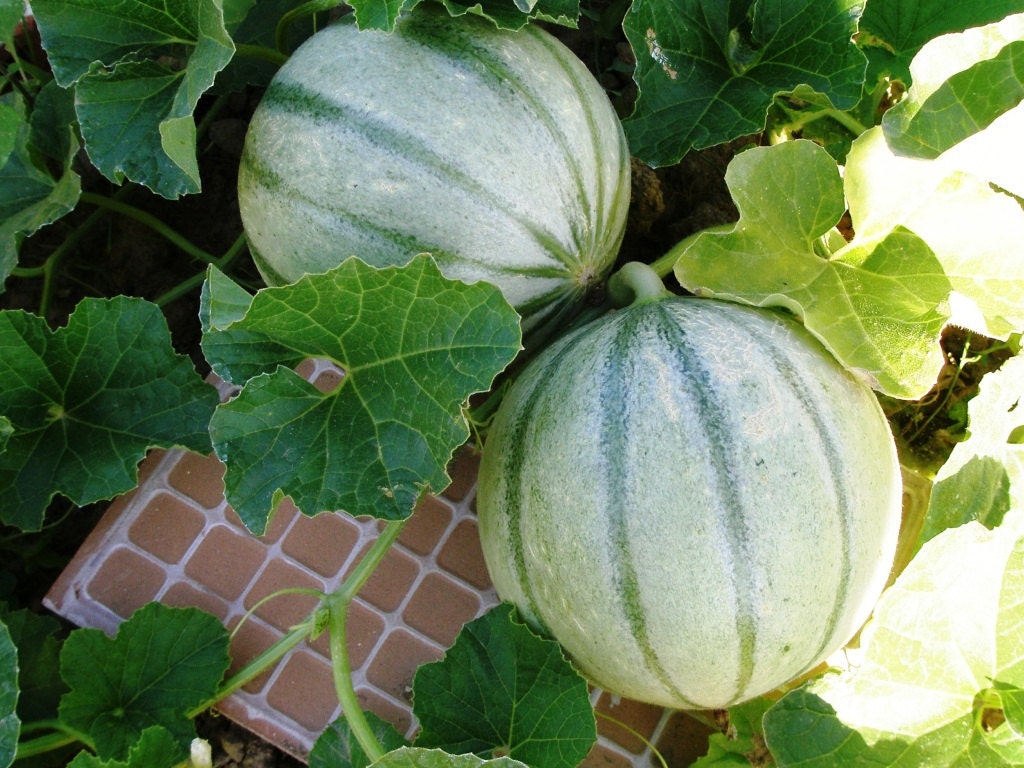 Items similar to Charentais French Cantaloupe Melon Seeds 30 Organic