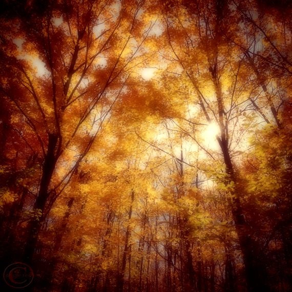 Autumn Tree Nature Photography, Autumn in the Forest 12 X 12 Autumn Woods, Fall Oak and Maple Trees, Sunny Woodland Rustic Nature Tree Print - BeneathNorthernSkies