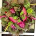 SALE Butterfly Deco Mesh Wreath