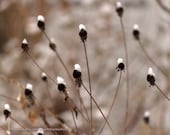 Snow On Seeds, 8 x 10 Nature Photography, Fine Art Home Decor, Snow on Seed Pods, Woodland, Nature, Surreal - AttractionForLife