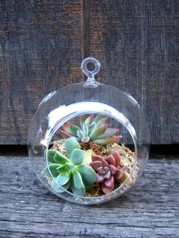 Items similar to SALE 5"x6" Succulent Hanging Glass Terrarium on Etsy
