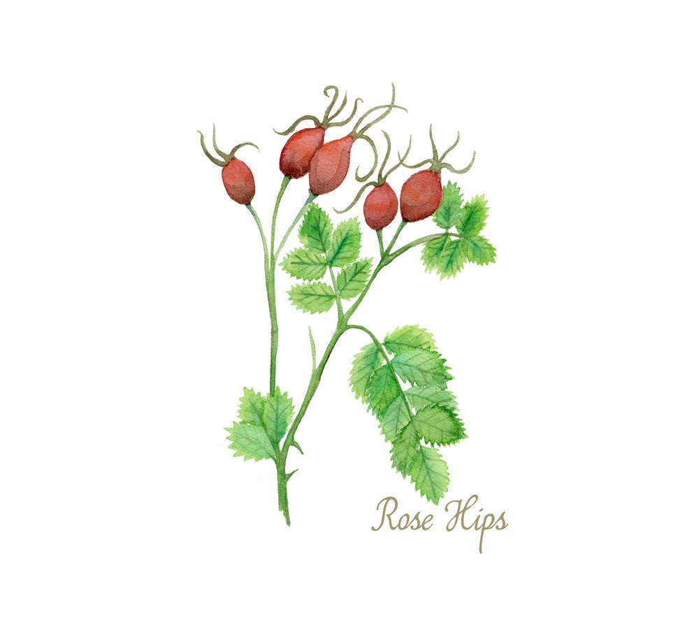 Rose Hips - watercolor painting - archival print