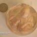 Bizarre Alien Fetus Ornament 7
