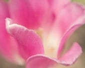 Fine Art Photography Floral Pink Macro Tulip 8x8 Print Modern Wall Decor Home Decor