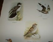 1919 INTERESTING BIRDS of Night and Day Antique Color Plate Illustration for Altered Art or Framing