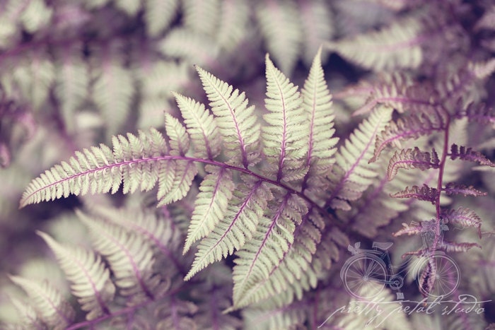 Abstract Fine Art Photograph, Japanese Painted Fern, Sage, Lavender Hue, Plant, Nature Art, Botanical Garden, 4x6 Print