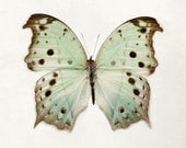 Color Me Butterfly - Nature Photography, Pastel Mint Green, Spring, Mother's Day, Garden, Nursery Wall Art, Minimal Home Decor