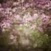 Dreamy Botanical Print, Spring Sakura Cherry Blossoms, Flower Photography, Romantic Pastel Wall Art, Nature, Pink, Lilac - A Passage