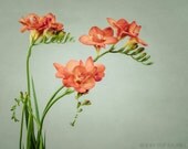 Flower Art, Nature Photography, Modern Wall Art, Orange, Green, Still Life Photography, Floral Wall Art, Flower Wall Decor, 8x10 Photograph