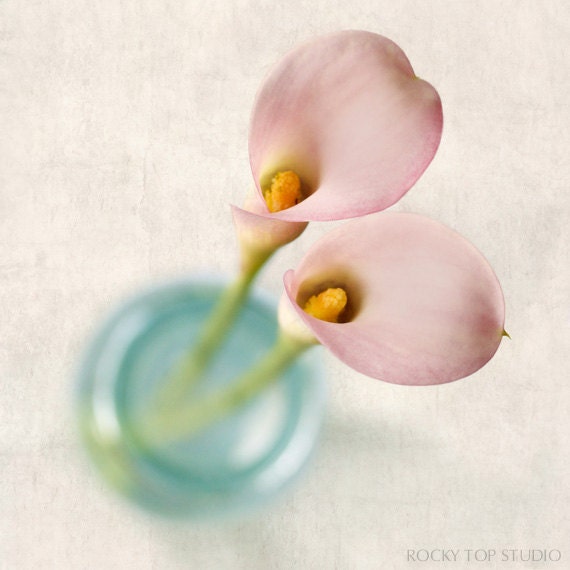 Flower Art Print, Flower Photo, Floral Photography Print, Shabby Chic Wall Art, Home Decor, "Pink Calla Lily"