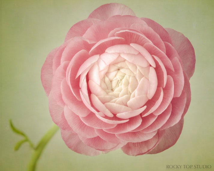 Pink Flower Photograph, Girls Room Art, Pink, Green, Little Girls Room Decor, Wall Art, Wall Decor, Floral Art Print