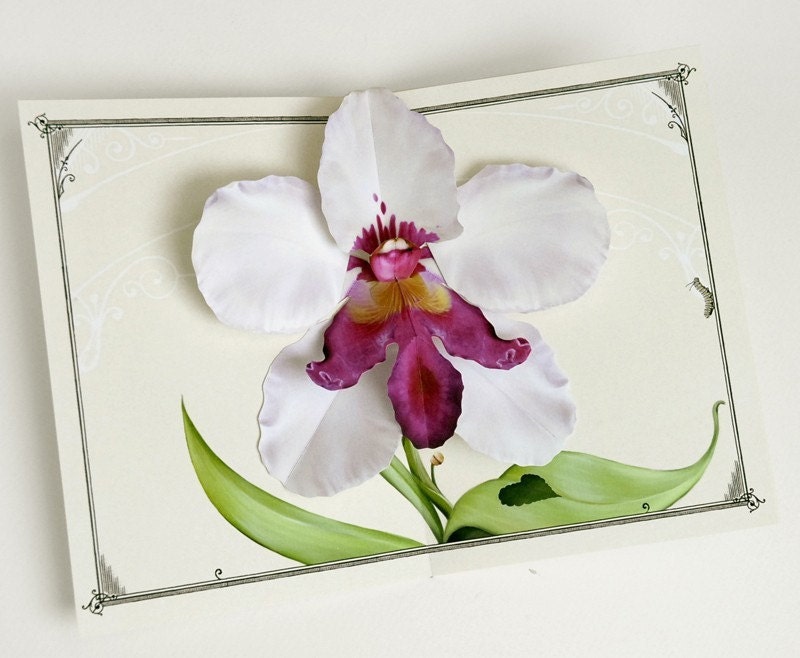 white dragon orchid pop up card